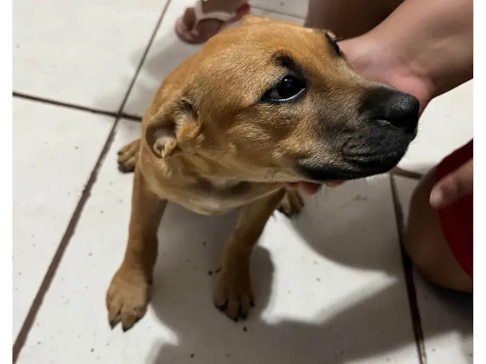 Cachorro ra a Pit-Bull idade 2 a 6 meses nome sem nome