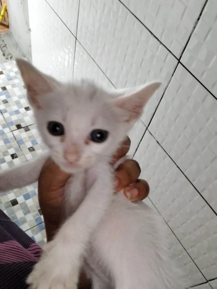 Gato ra a SRD-ViraLata idade Abaixo de 2 meses nome Ela é branca e já tá comendo 