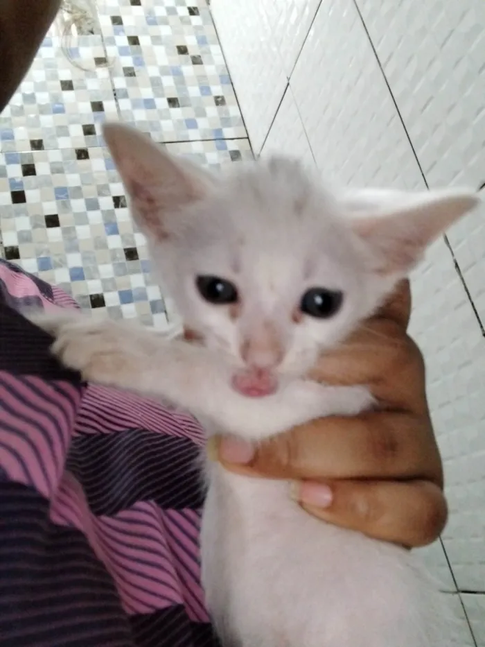 Gato ra a SRD-ViraLata idade Abaixo de 2 meses nome Ela é branca e já tá comendo 