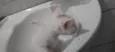 Ela é branca e já tá comendo 