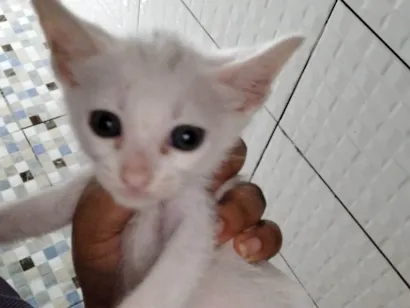 Gato raça SRD-ViraLata idade Abaixo de 2 meses nome Ela é branca e já tá comendo 