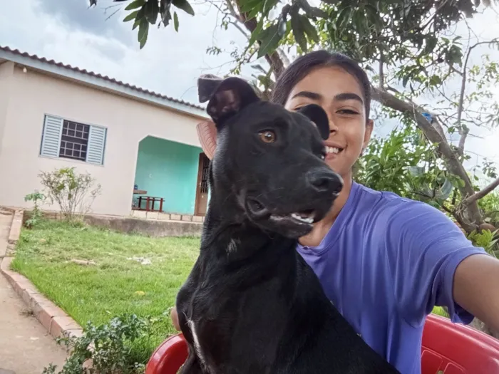 Cachorro ra a SRD-ViraLata idade 2 anos nome Scooby 