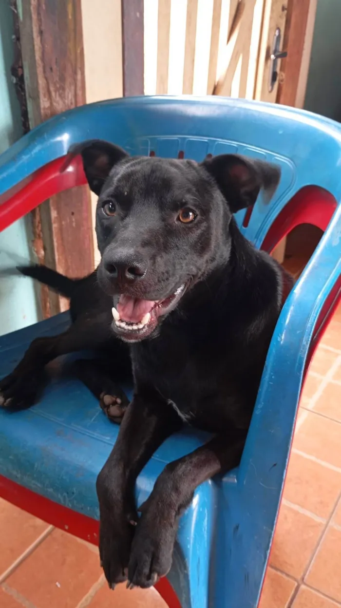 Cachorro ra a SRD-ViraLata idade 2 anos nome Scooby 
