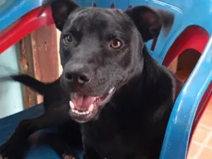 Cachorro raça SRD-ViraLata idade 2 anos nome Scooby 