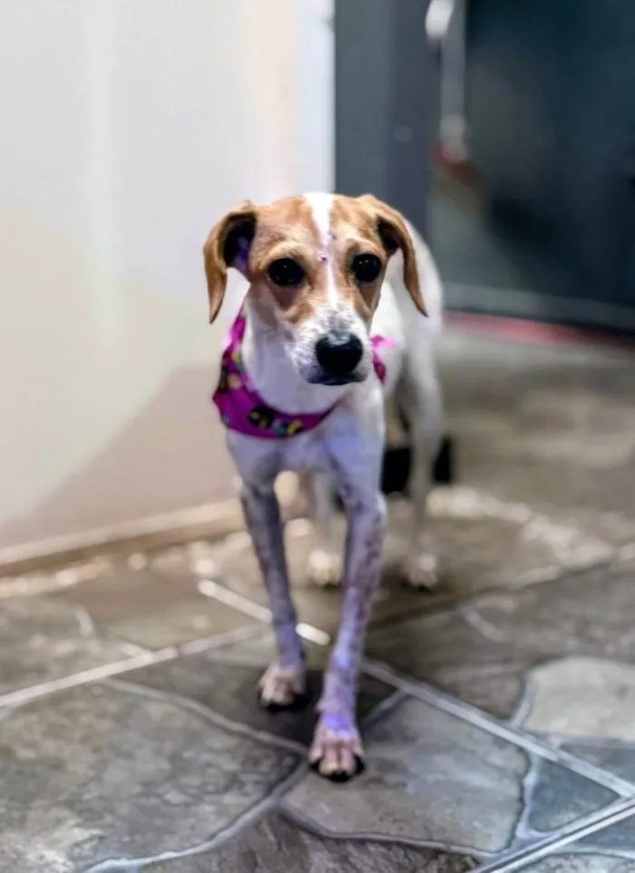 Cachorro ra a SRD-ViraLata idade 1 ano nome Kiara