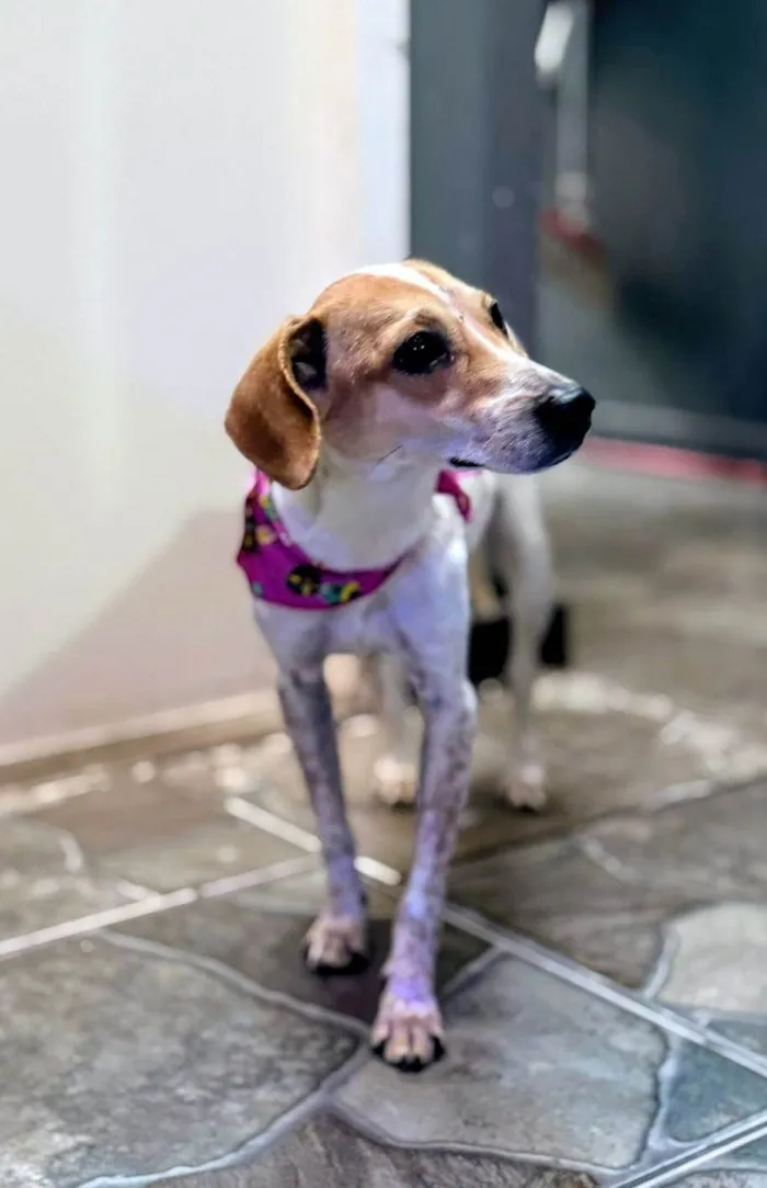 Cachorro ra a SRD-ViraLata idade 1 ano nome Kiara