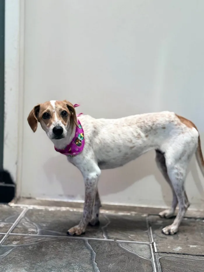 Cachorro ra a SRD-ViraLata idade 1 ano nome Kiara