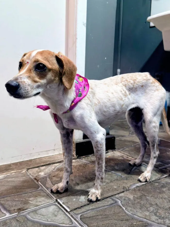 Cachorro ra a SRD-ViraLata idade 1 ano nome Kiara