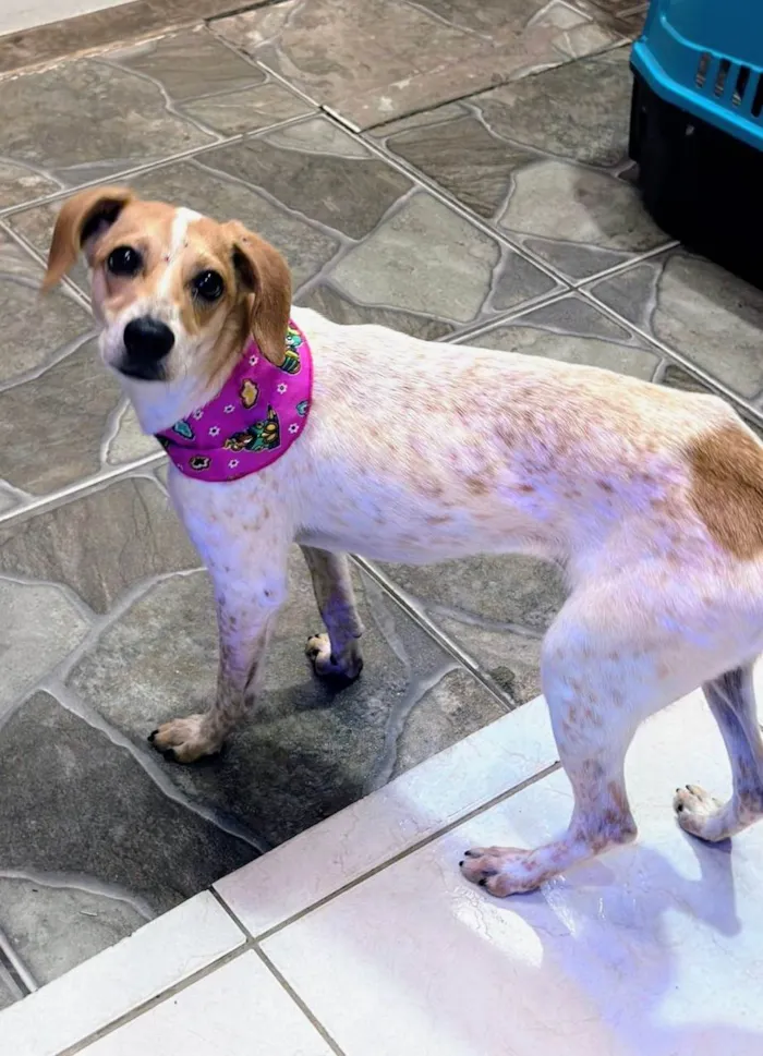 Cachorro ra a SRD-ViraLata idade 1 ano nome Kiara