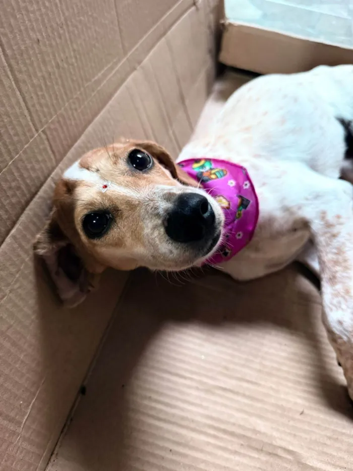 Cachorro ra a SRD-ViraLata idade 1 ano nome Kiara