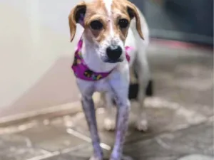 Cachorro raça SRD-ViraLata idade 1 ano nome Kiara