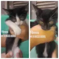 Gatinhas fêmeas para adoção 