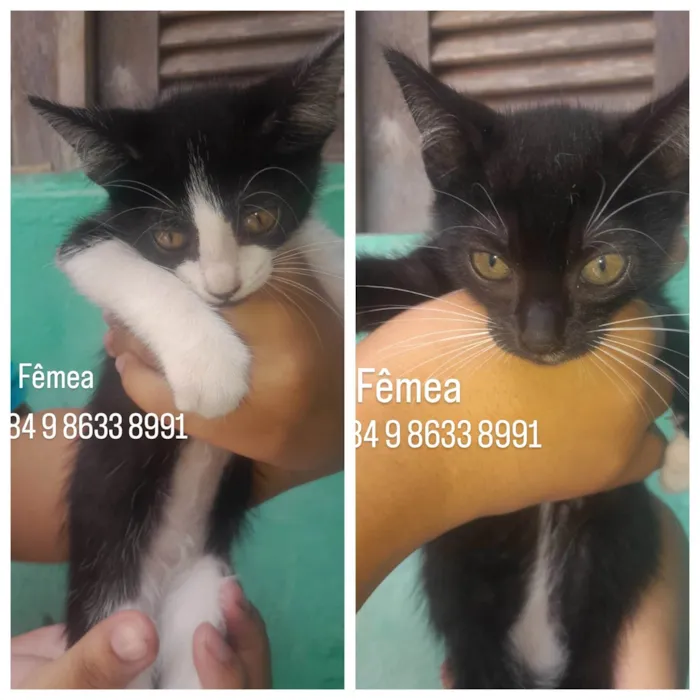 Gato ra a SRD-ViraLata idade 2 a 6 meses nome Gatinhas fêmeas para adoção