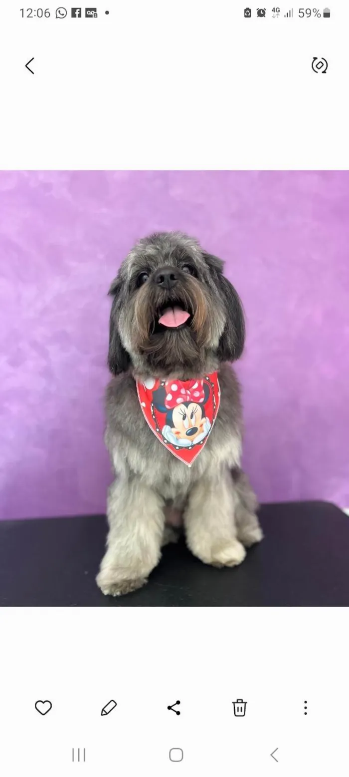 Cachorro ra a Shitzu idade 2 anos nome Aisha