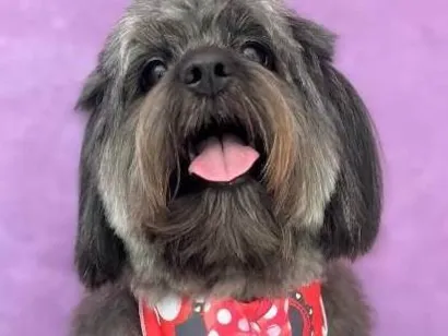 Cachorro raça Shitzu idade 2 anos nome Aisha
