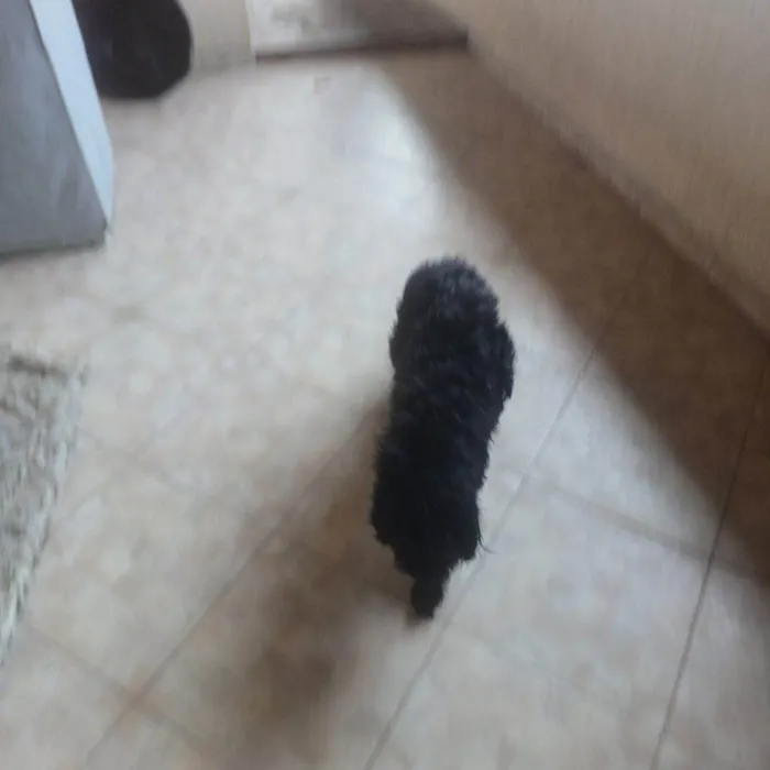Cachorro ra a SRD-ViraLata idade 2 a 6 meses nome Falar com Eduardo - Whats 11 94904-7044