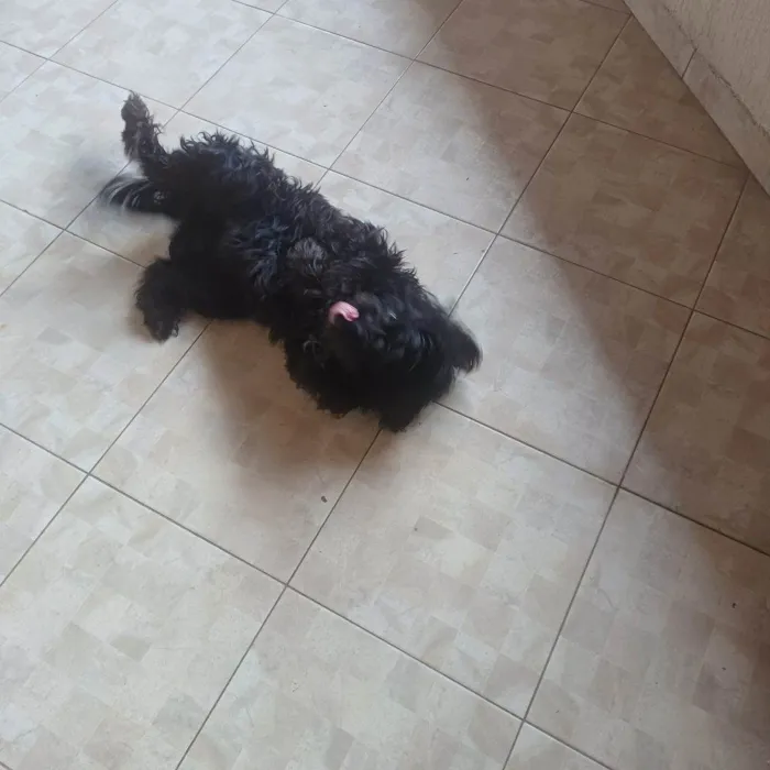 Cachorro ra a SRD-ViraLata idade 2 a 6 meses nome Falar com Eduardo - Whats 11 94904-7044
