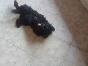 Cachorro raça SRD-ViraLata idade 2 a 6 meses nome Falar com Eduardo - Whats 11 94904-7044