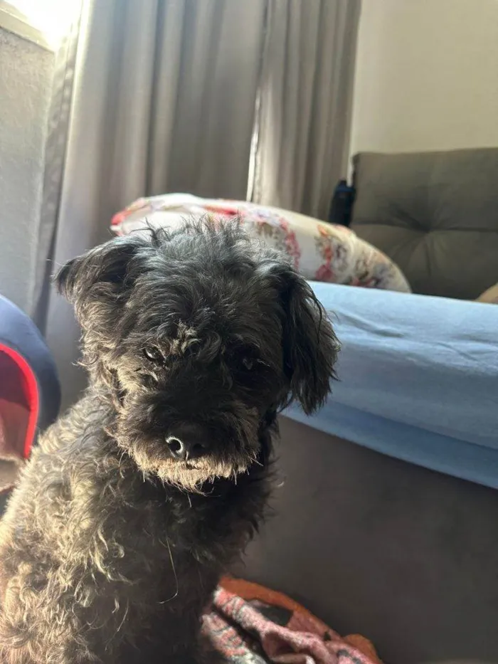 Cachorro ra a SRD-ViraLata idade 2 a 6 meses nome Falar com Thiago - Whats 11 97453-9370