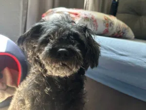 Cachorro raça SRD-ViraLata idade 2 a 6 meses nome Falar com Thiago - Whats 11 97453-9370