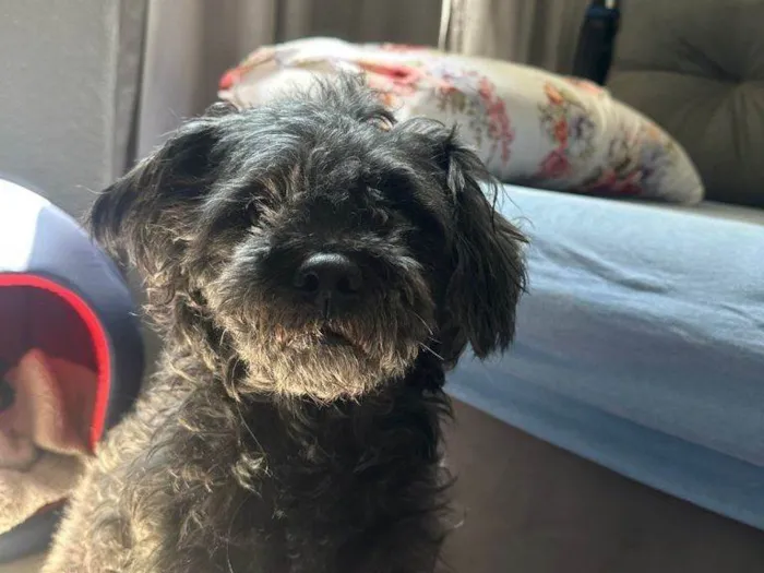 Cachorro ra a SRD-ViraLata idade 2 a 6 meses nome Falar com Thiago - Whats 11 97453-9370