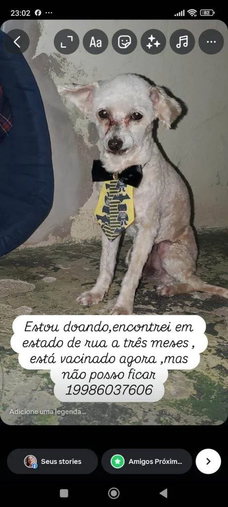 Cachorro ra a SRD-ViraLata idade 2 a 6 meses nome Falar com Dayane - Whats 19 98603-7606