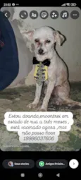 Falar com Dayane - Whats 19 98603-7606