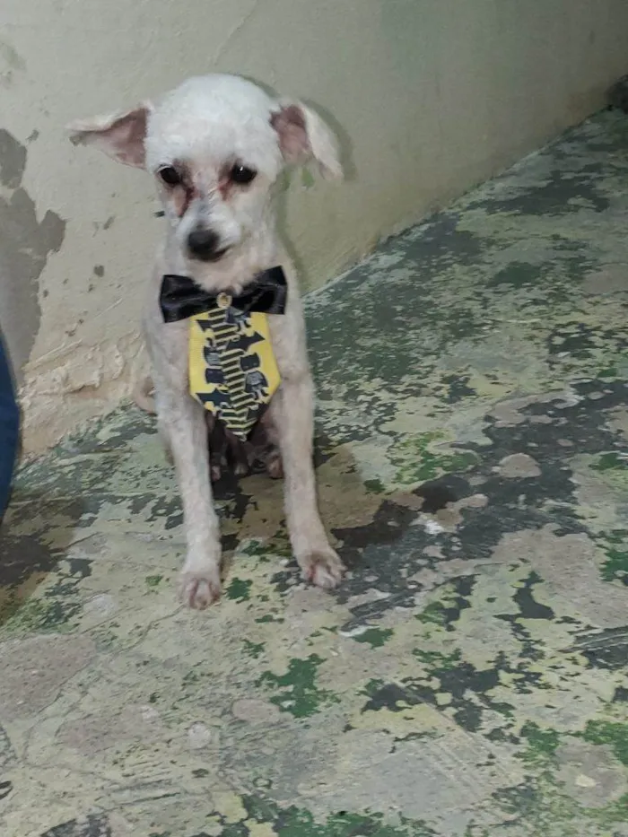 Cachorro ra a SRD-ViraLata idade 2 a 6 meses nome Falar com Dayane - Whats 19 98603-7606