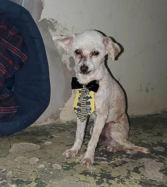Cachorro ra a SRD-ViraLata idade 2 a 6 meses nome Falar com Dayane - Whats 19 98603-7606