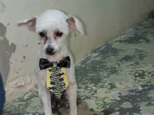 Cachorro raça SRD-ViraLata idade 2 a 6 meses nome Falar com Dayane - Whats 19 98603-7606