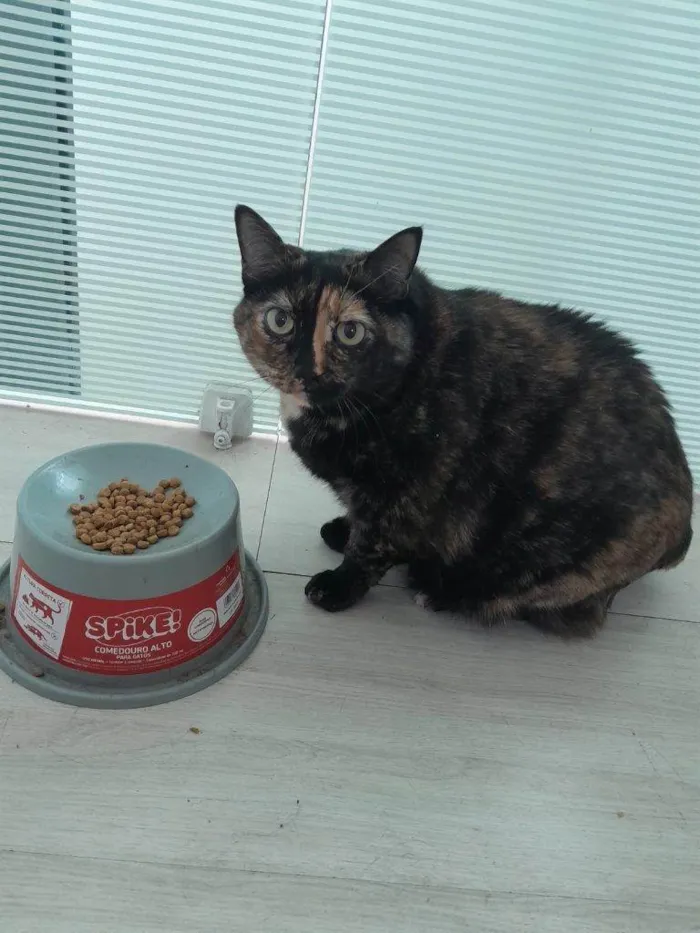 Gato ra a SRD-ViraLata idade 2 a 6 meses nome Falar com Carla - Whats 11 99149-6165