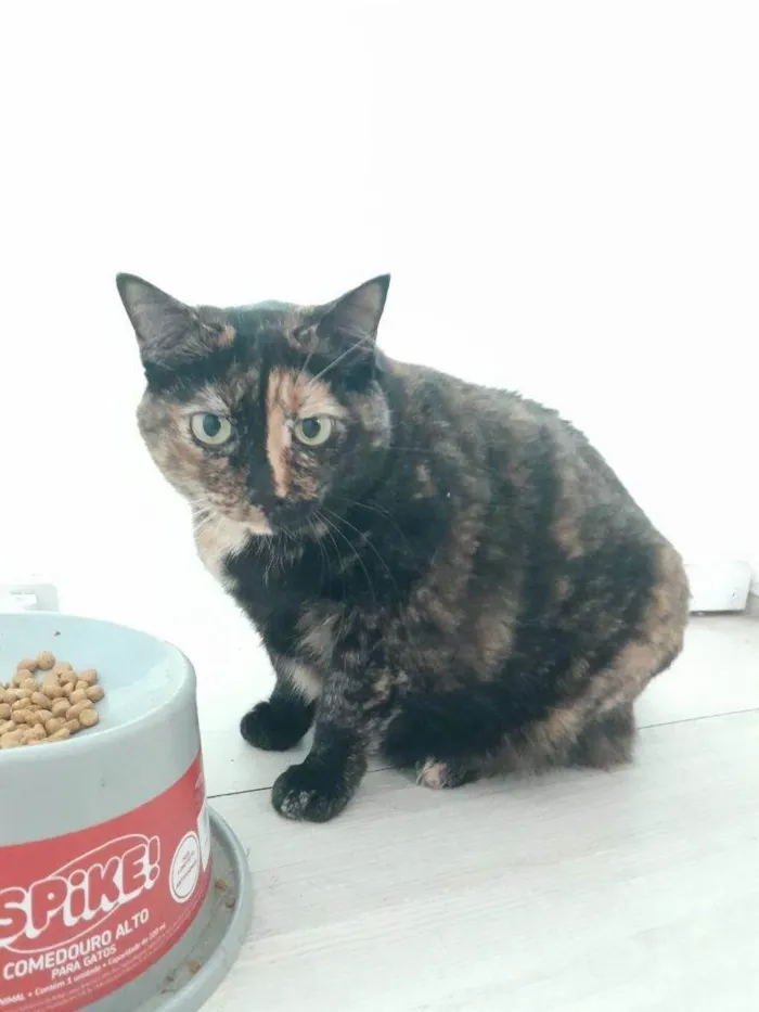 Gato ra a SRD-ViraLata idade 2 a 6 meses nome Falar com Carla - Whats 11 99149-6165