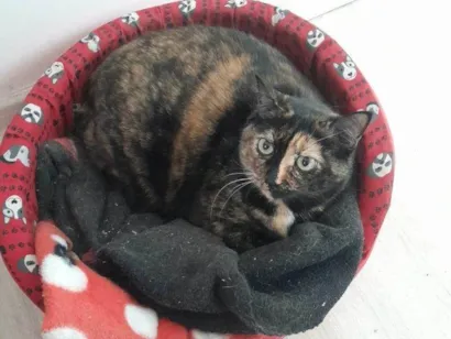 Gato raça SRD-ViraLata idade 2 a 6 meses nome Falar com Carla - Whats 11 99149-6165