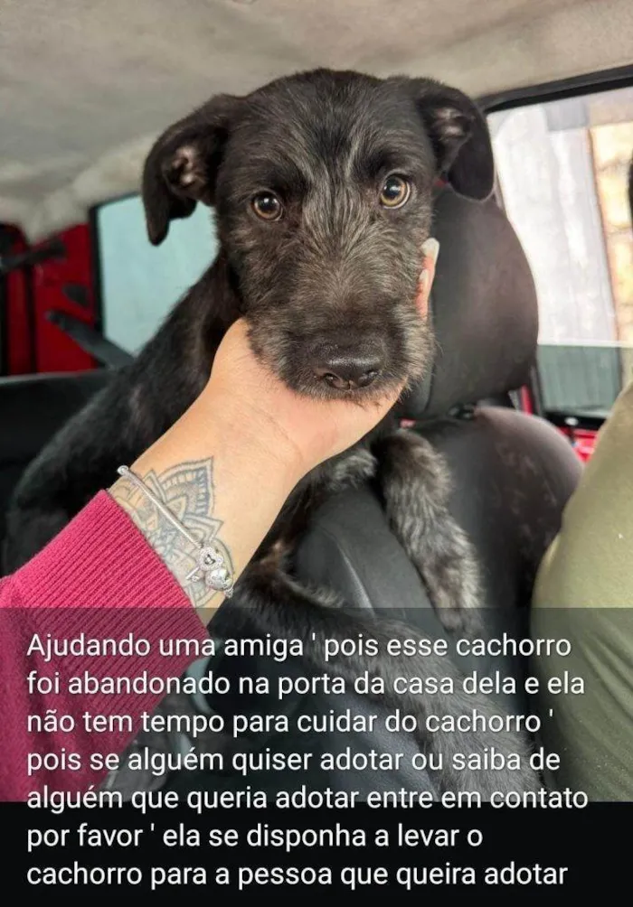 Cachorro ra a SRD-ViraLata idade 2 a 6 meses nome Falar com Ingrid - Whats 11 95082-7071