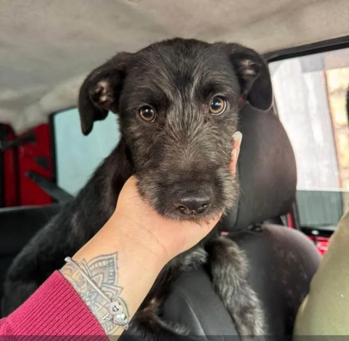 Cachorro ra a SRD-ViraLata idade 2 a 6 meses nome Falar com Ingrid - Whats 11 95082-7071