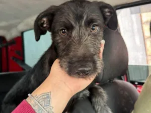 Cachorro raça SRD-ViraLata idade 2 a 6 meses nome Falar com Ingrid - Whats 11 95082-7071