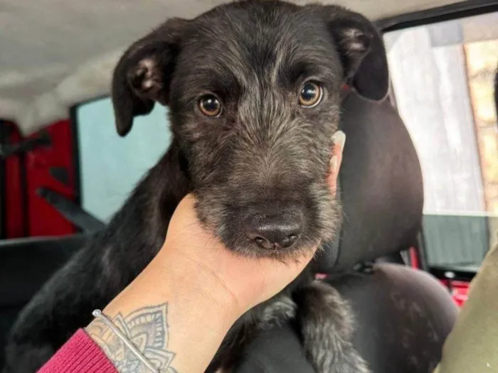 Cachorro ra a SRD-ViraLata idade 2 a 6 meses nome Falar com Ingrid - Whats 11 95082-7071