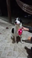 Nina (nome escolhido por mim)