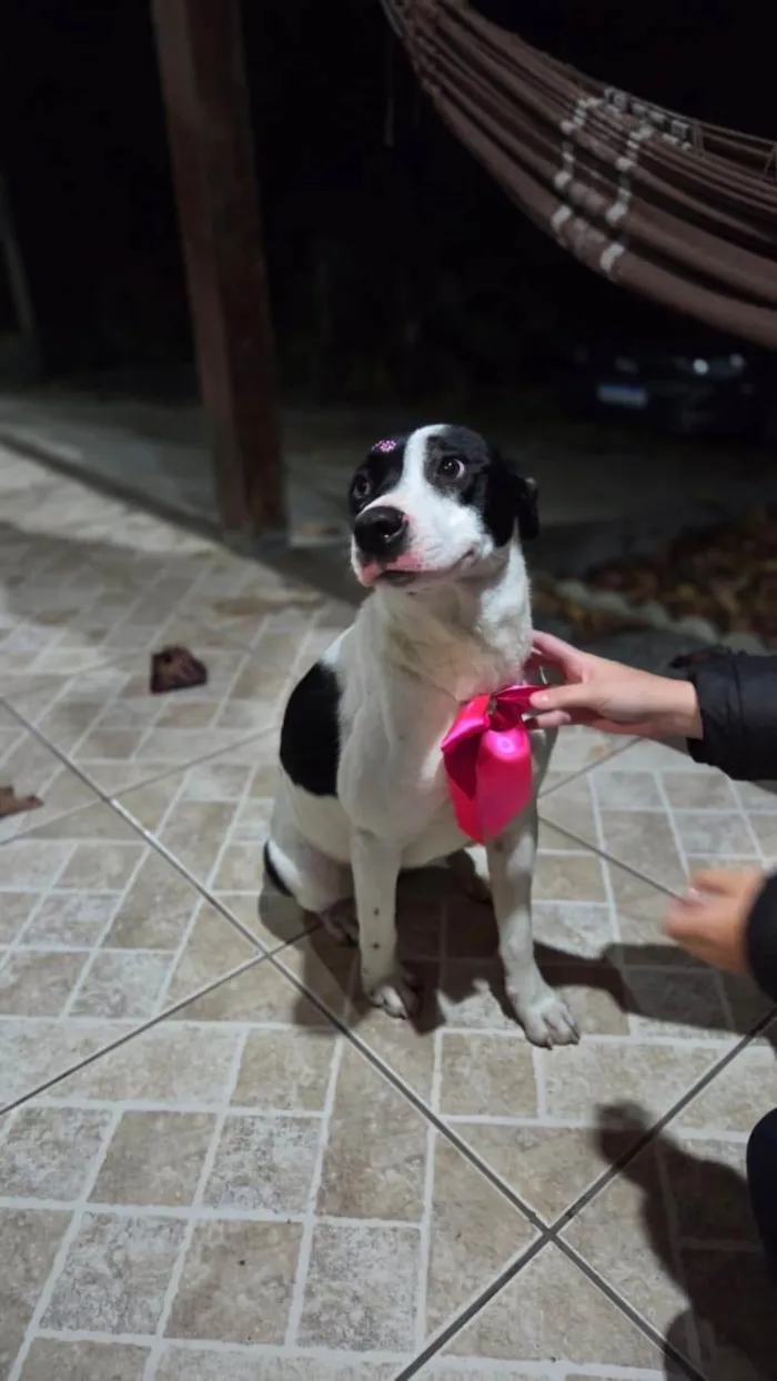 Cachorro ra a SRD-ViraLata idade 1 ano nome Nina (nome escolhido por mim)