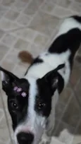 Nina (nome escolhido por mim)