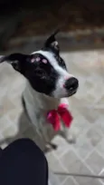 Nina (nome escolhido por mim)