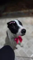 Nina (nome escolhido por mim)