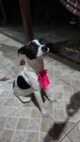 Nina (nome escolhido por mim)