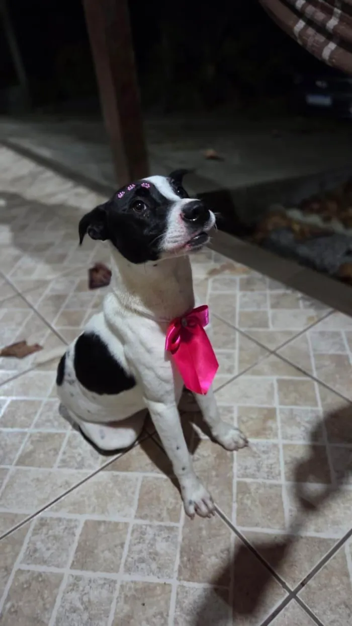 Cachorro ra a SRD-ViraLata idade 1 ano nome Nina (nome escolhido por mim)