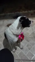 Nina (nome escolhido por mim)
