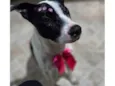 Nina (nome escolhido por mim)