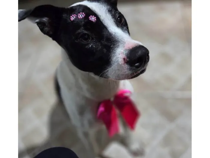 Cachorro ra a SRD-ViraLata idade 1 ano nome Nina (nome escolhido por mim)