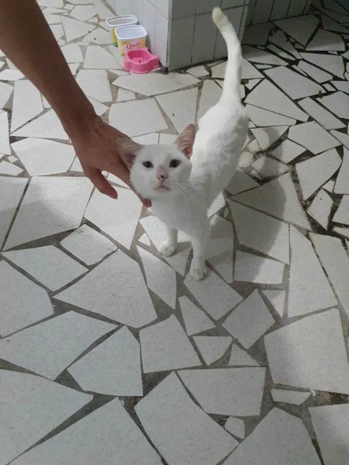 Gato ra a SRD-ViraLata idade 3 anos nome Fred 
