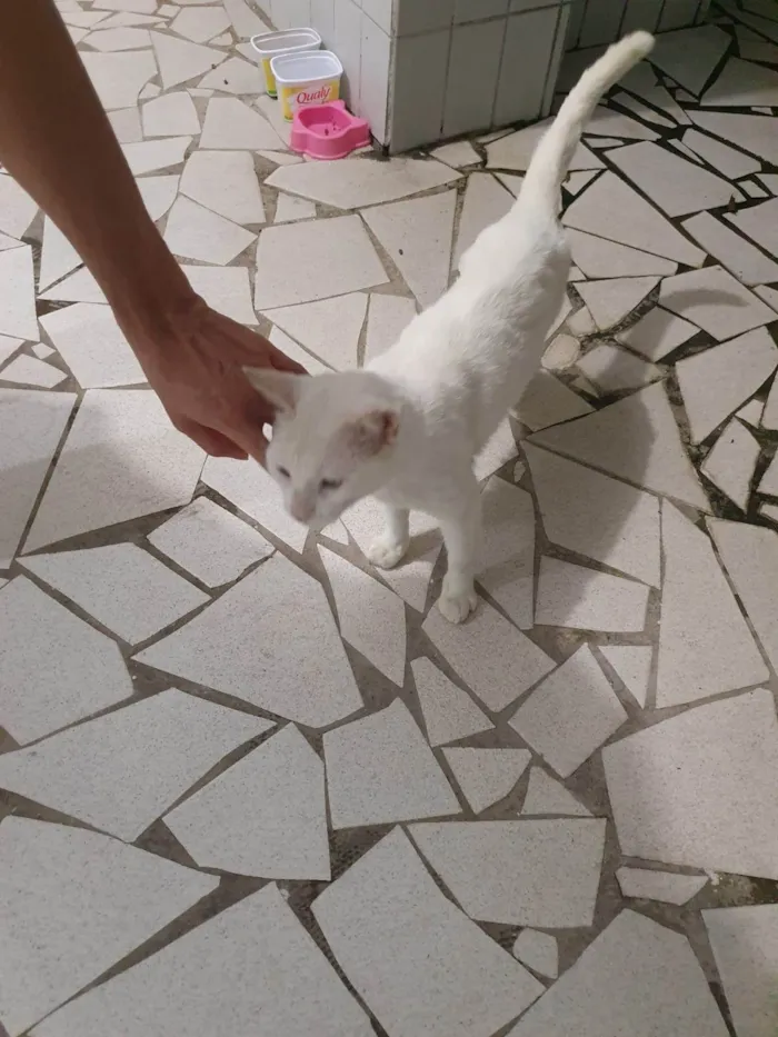 Gato ra a SRD-ViraLata idade 3 anos nome Fred 