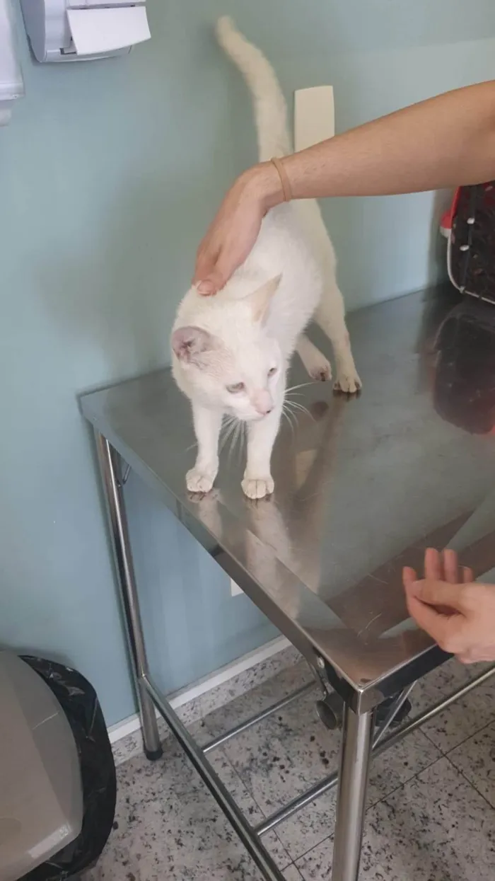 Gato ra a SRD-ViraLata idade 3 anos nome Fred 